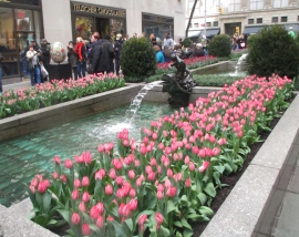 tulips in NY